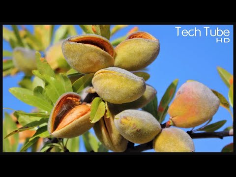 Modern Almond Harvest Technology and Farming | Almond processing in the factory
