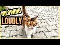 Hungry Homeless Calico Cat Is Meowing Loudly For Attention And Love
