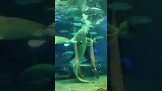 Download lagu Shark love mp3