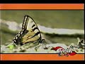 WETA Kids ID Butterfly