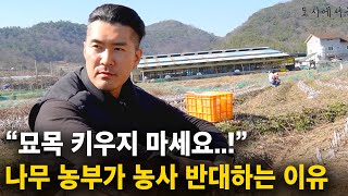 "시골 귀농해서 나무팔아 1억 벌어요..!" 나무농사, 순수익 얼마나 될까..? [묘목농사, 나무아지야]