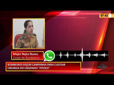 Grupo de Bombeiros está fazendo campanha para realizar cirurgia do cãozinho Pitoco 13 01 2021