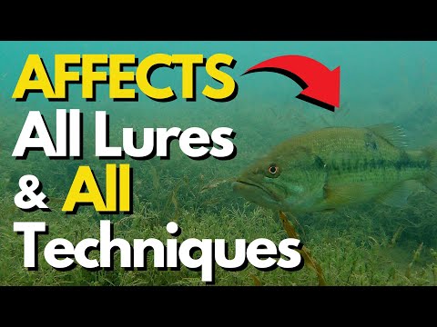 The Key to ALL Bass Fishing | Bass Fishing Tips