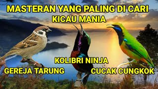 Download lagu Masteran kompilasi gereja tarung vs cucak cungkok vs kolibri ninja mp3