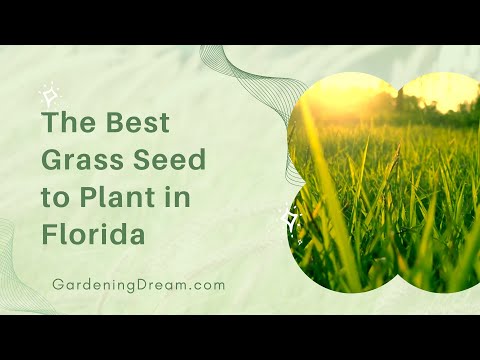 The Best Grass Seed to Plant in Florida
