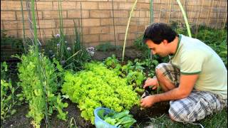 How To Regrow Cut Garden Lettuce for repeated crops with California Gardener