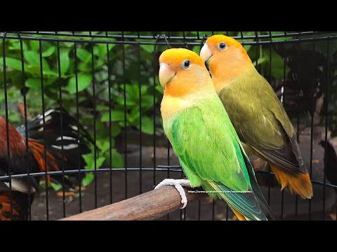 Rosy-Faced Lovebird Sounds (11 Hours) - Orange Headed Opaline, Green & Dark Green