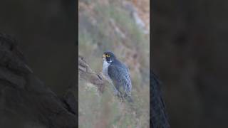 ハヤブサ営巣中  Peregrine Falcon　2026/04/23 早朝  #ハヤブサ  #peregrinefalcon #ranchopalosverdes #shorts