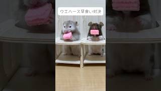 早食い対決の結果が…笑　#ハムスター #おもしろ #hamsters