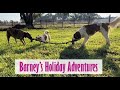Barney S Holiday Stay