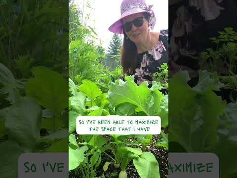 Container gardening is very satisfying. I love using organic seeds from @westcoastseedstv