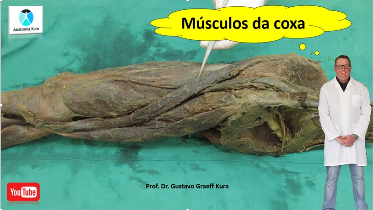 Músculos da coxa: aula prática de anatomia