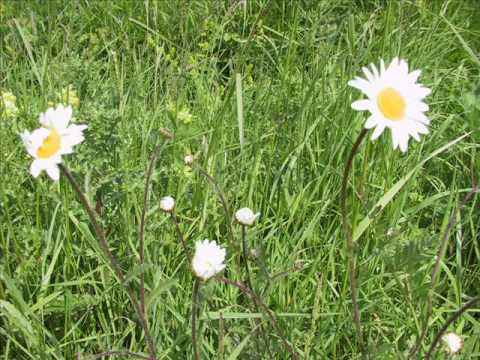 la complainte de la blanche biche