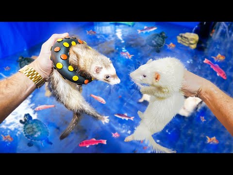 FURÕES NADANDO com TARTARUGAS e PEIXES COLORIDOS *lago dos peixes monstros*