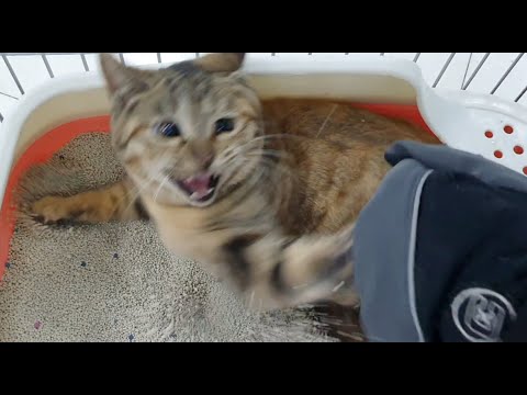 The cat in the cage is so aggressive