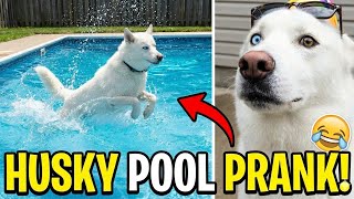 Husky Pool Party Prank! (Funny Dog Reaction)