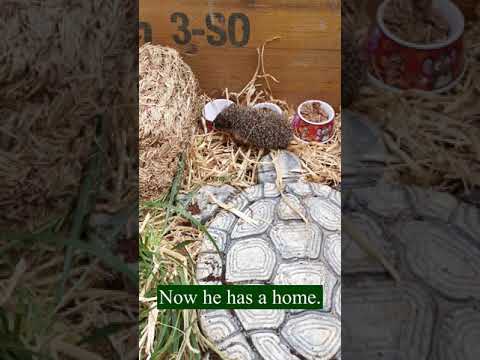 Baby hedgehog house  #fyp #viral