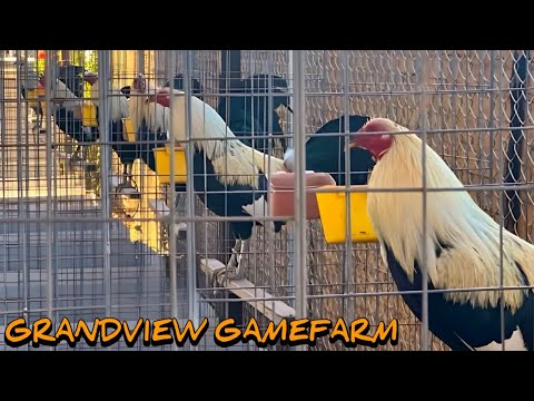 Grey Hatch Yellow Leg Hatch - GRANDVIEW FARM