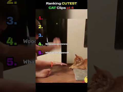 RANKING the CUTEST Cat CLIPS pt 4 #CuteCats #CatShorts #CatsOfYouTube #CatRanking #ViralCats