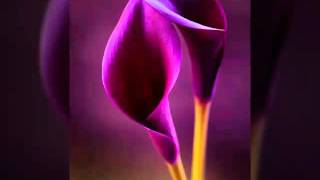 Lucky Peterson - Who's Been Talking