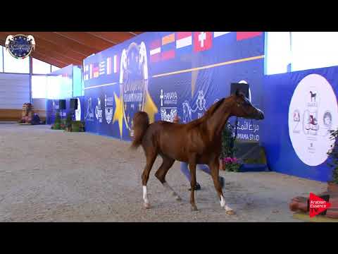 N 94 AMANI MONISCIONE   European Championship 2019   2 Years Old Colts Class 11