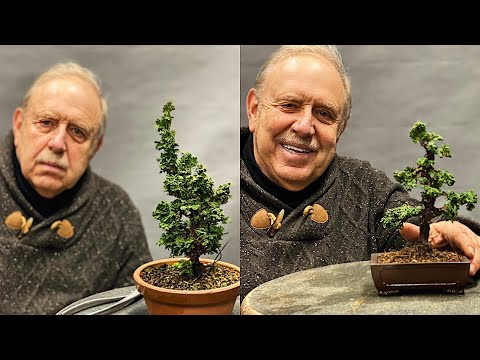 How to Create a Shohin Bonsai