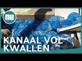 Energiecentrale in Israël haalt duizenden kwallen uit toevoerkanaal | NU.nl