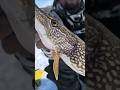 Video Thumbnail for Northern pike  #icefishing #fishing #shorts