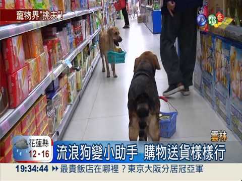 狗狗小幫手! 主人購物"牠們"提籃