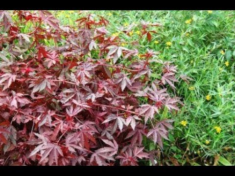 How to propagated hibiscus acetosella from seeds and cutting...