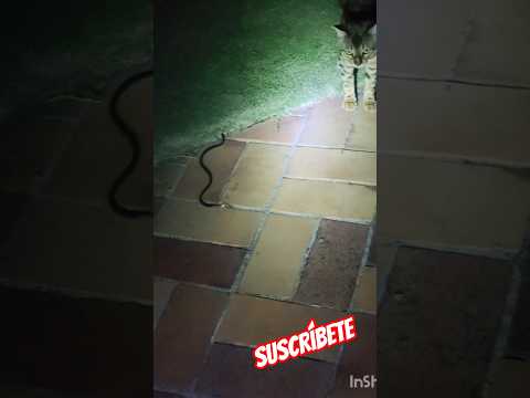 @FiebredeCasería @ElserpienteAE @AnimalHT2721 #animals #bucaramangasantander