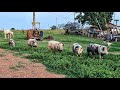 LIFE IN THE COUNTRYSIDE IS LIKE THIS
