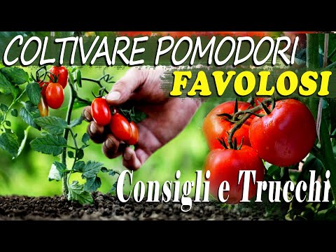 , title : 'Coltivare POMODORI FAVOLOSI nel tuo ORTO | CONSIGLI e TRUCCHI | La Guida PASSO dopo PASSO  ep. 1'