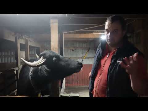 DIBOLII ! ÎNTREBĂRI ȘI RĂSPUNSURI! #Orășean La Țară!