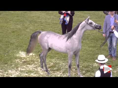 N.30 HANAYA LABID - Ströhen 2015 C-Show - Yearling Colts (Class 4)