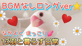 【文鳥】BGMなしロングver♪なかよくほっこり☆まったり過ごす13羽たち☆
