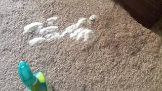 Removing Diarrhea from carpet