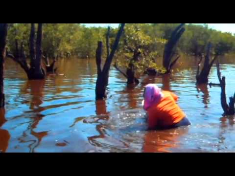 Help a community in Mexico plant 50,000 mangroves