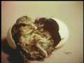Sesame Street A Chicken Hatching