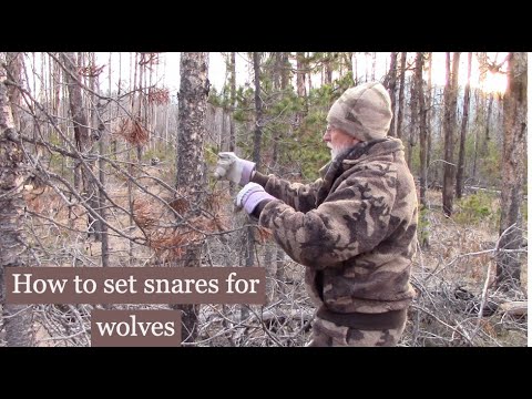 Wolf snares, how and where to set them.