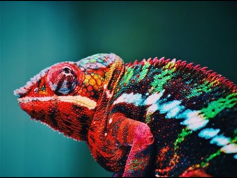 Chameleon/rang badalta girgit