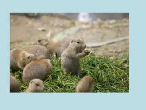 The Prairie Dog Song - Bob DeVeny