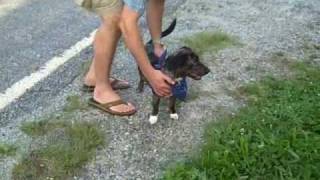 Saying Good-bye to Lucky the Stray We Found Seven Weeks Ago