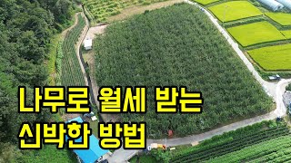 부동산처럼 배나무 80그루 월세 받는 귀촌인ㄷㄷ (근데 월세가..2만원도 안함ㅋㅋㅋㅋㅋ)