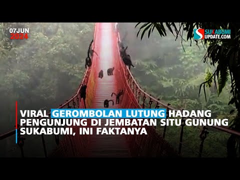 Viral Gerombolan Lutung Hadang Pengunjung di Jembatan Situ Gunung Sukabumi, Ini Faktanya