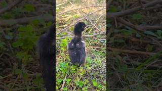 Download lagu anak ayam terlucu, suara termanis π₯π #burung #anakayamberkicau #sayasukahewanpeliharaan mp3 Download lagu anak ayam terlucu, suara termanis π₯π #burung #anakayamberkicau #sayasukahewanpeliharaan mp3