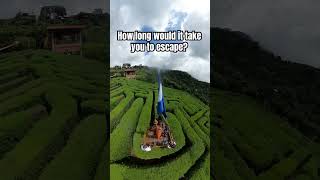 Giant corn maze in El Salvador 🇸🇻 #sansalvador #cafealbania #cornmaze #elsalvador