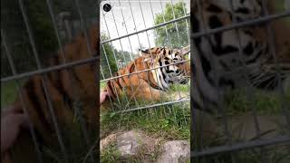 Kontra K mit seinem Tiger (Instagram Story von Kontra K 19.07.2020?