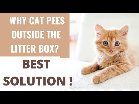 Why My Cat Pees Outside The Litter Box