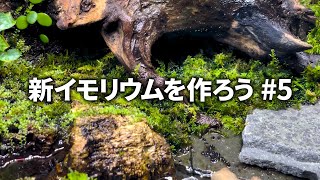 新イモリウムを作ろう #5 - 苔を育てて三カ月